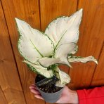 Aglaonéma (Aglaonema) ´WHITE JOY´- výška 20-25 cm, kont. C1L